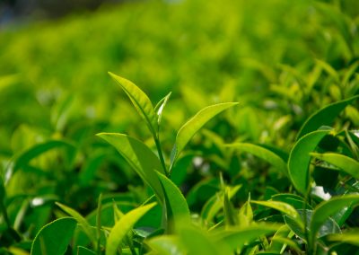 Tea fields in the mountain area in Nuwara Eliya, Sri Lanka