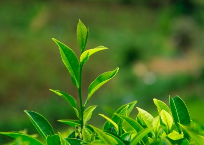 Tea fields in the mountain area in Nuwara Eliya, Sri Lanka