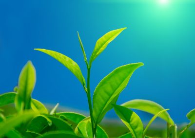 Tea leaves in tea plantation