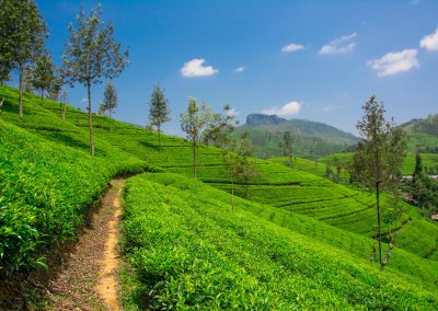 Tea fields in the mountain area in Nuwara Eliya, Sri Lanka